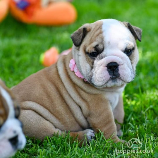 English Bulldog - Both