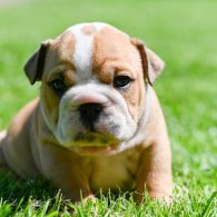 English Bulldog - Both