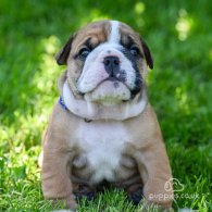 English Bulldog - Both