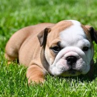 English Bulldog - Both