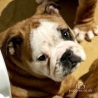 English Bulldog - Dogs