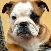 English Bulldog - Dogs