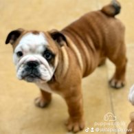 English Bulldog - Dogs