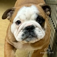 English Bulldog - Dogs