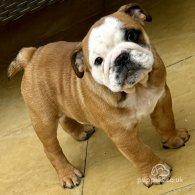 English Bulldog - Dogs