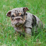 English Bulldog - Dogs