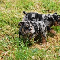 English Bulldog - Dogs