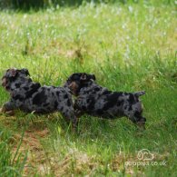 English Bulldog - Dogs