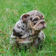 English Bulldog - Dogs