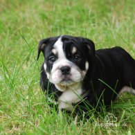 English Bulldog - Dogs