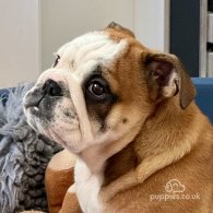 English Bulldog - Dogs