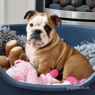 English Bulldog - Dogs