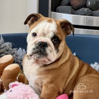 English Bulldog - Dogs