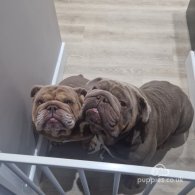 English Bulldog - Both