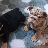 English Bulldog - Dogs