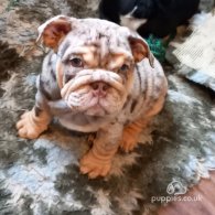 English Bulldog - Dogs