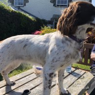 English Springer Spaniel - Both