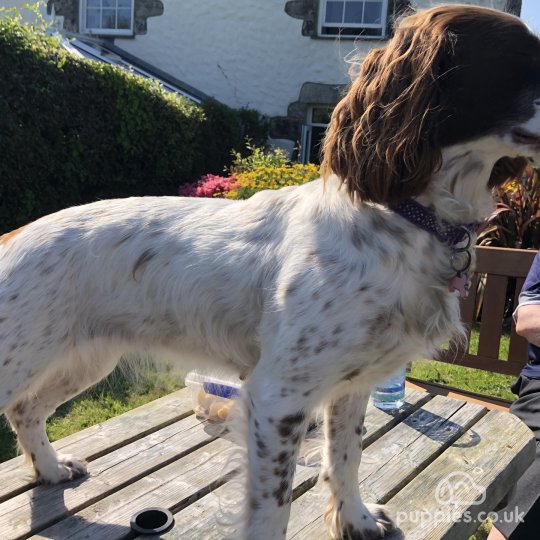 English Springer Spaniel - Both