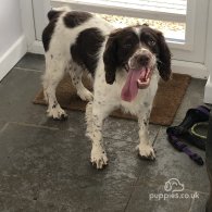 English Springer Spaniel - Both