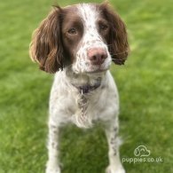 English Springer Spaniel - Both