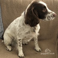 English Springer Spaniel - Both