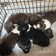 English Springer Spaniel - Both