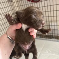 English Springer Spaniel - Both