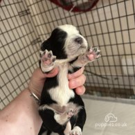 English Springer Spaniel - Both