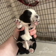 English Springer Spaniel - Both