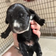 English Springer Spaniel - Both