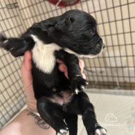 English Springer Spaniel - Both