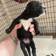 English Springer Spaniel - Both