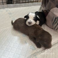 English Springer Spaniel - Both