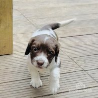 English Springer Spaniel - Both