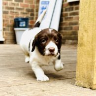 English Springer Spaniel - Both