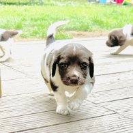 English Springer Spaniel - Both