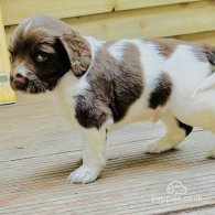 English Springer Spaniel - Both