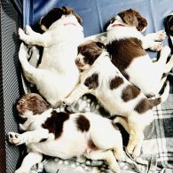 English Springer Spaniel - Both