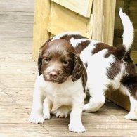 English Springer Spaniel - Both