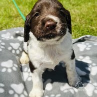 English Springer Spaniel - Both