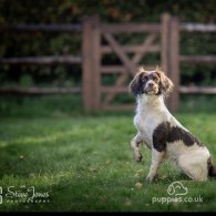 English Springer Spaniel - Both