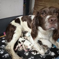 English Springer Spaniel - Both