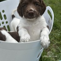 English Springer Spaniel - Both