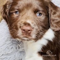 English Springer Spaniel - Both