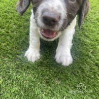 English Springer Spaniel - Both