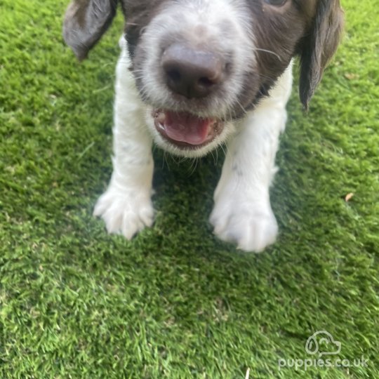 English Springer Spaniel - Both