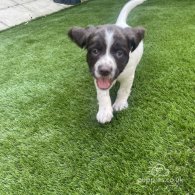 English Springer Spaniel - Both