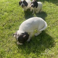 English Springer Spaniel - Both