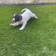 English Springer Spaniel - Both