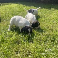 English Springer Spaniel - Both